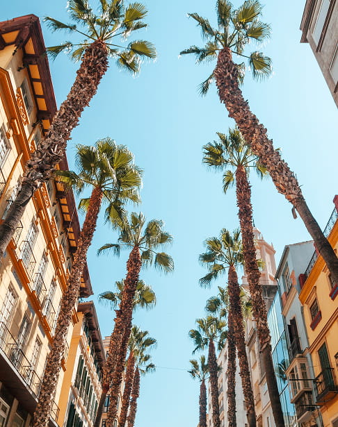 Palmeras altas entre edificios de colores bajo el cielo azul, en una calle de Alicante